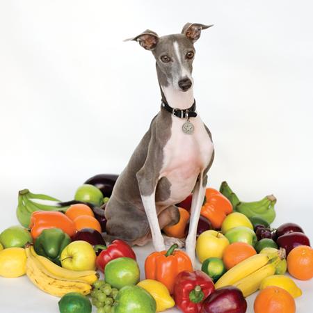 Shellac - Excellent Italian Greyhound - Zortam Music