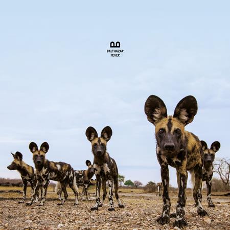 Balthazar - Fever Lyrics - Zortam Music